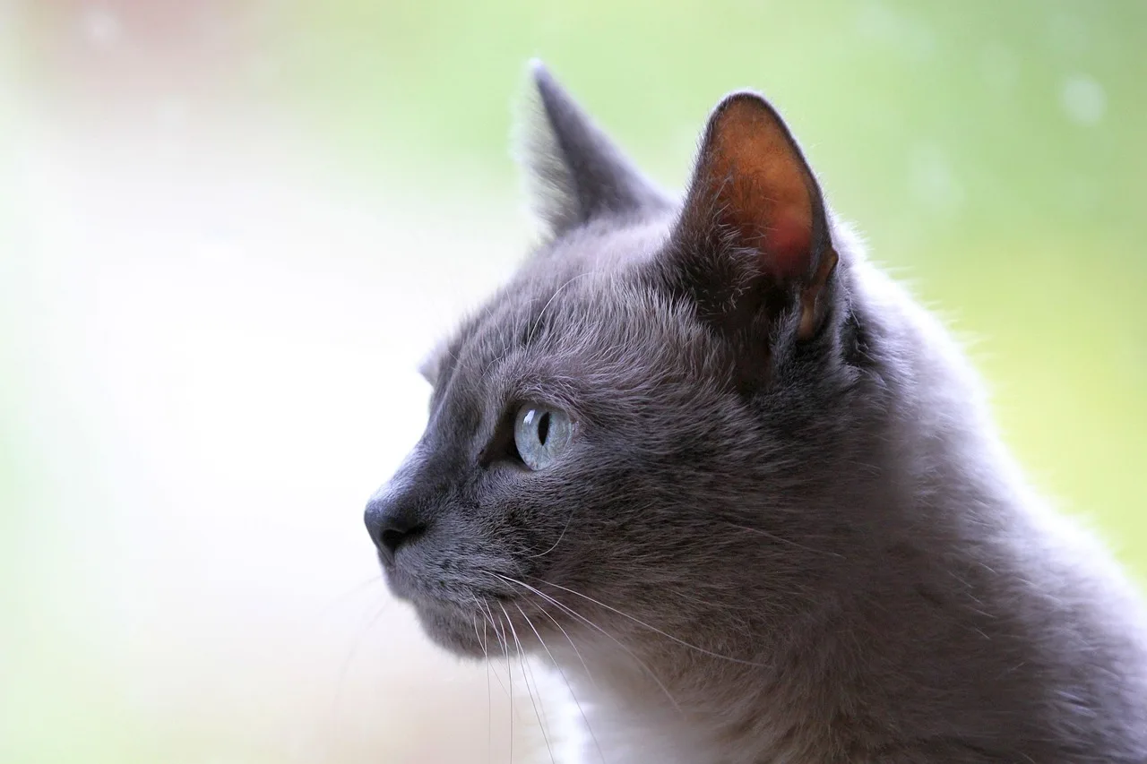 cat 3261420 1280